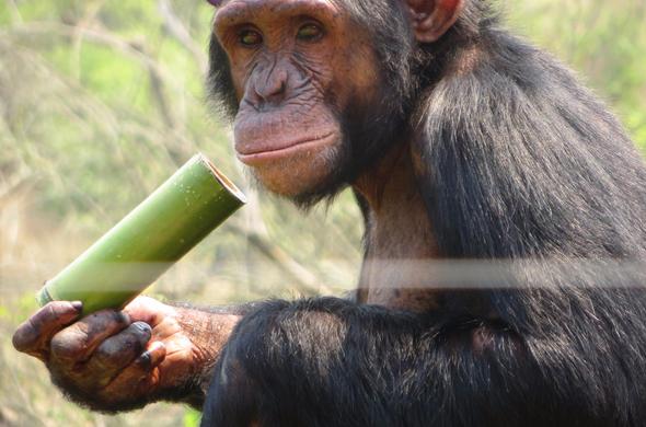 jane goodall chimpanzee spear