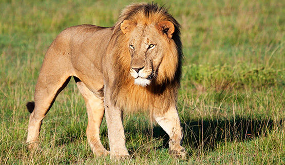 Lion in Kruger National Park.