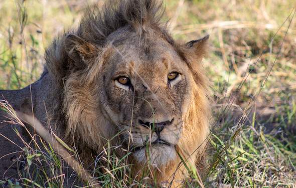 Elephant Walk Retreat Activities - Self-Drive Safari Kruger Park